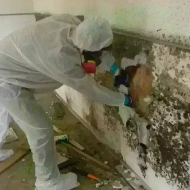 Mold Remediation and Removal in Miami County, OH